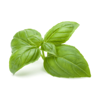 basil icon