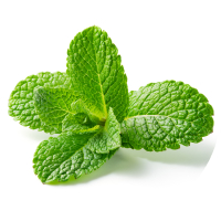 mint icon