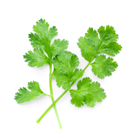 cilantro icon